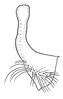 Anthidium emarginatum, male, S7, VG