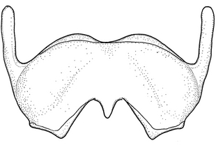 Anthidium illustre, male, S6, VG