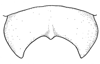 Anthidium illustre, male, T7, VG