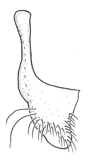 Anthidium jocosum, male, S7, VG