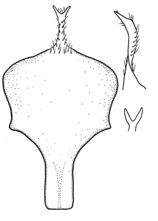 Anthidium jocosum, male, S8, VG