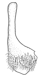 Anthidium maculosum, male, S7, VG