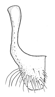 Anthidium mormonum, male, S7, VG