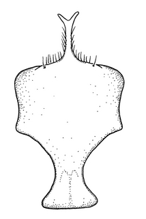 Anthidium mormonum, male, S8, VG