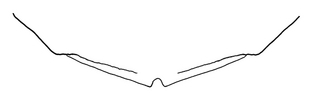 Anthidium cockerelli, female, T6, VG