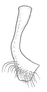 Anthidium pallidiclypeum, male, S7, VG