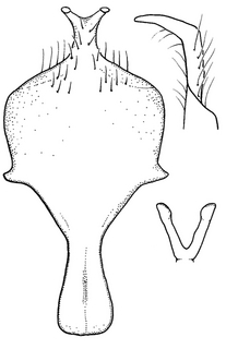 Anthidium pallidiclypeum, male, S8, VG