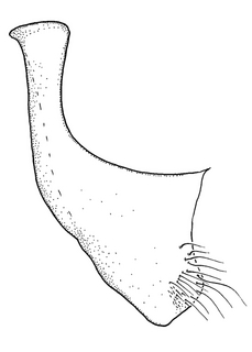 Anthidium placitum, male, S7, VG