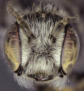 Heriades occidentalis, male, mandible