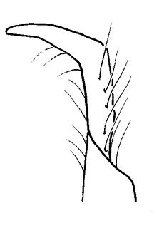 Anthidium pallidiclypeum, male, S8 apex profile, VG