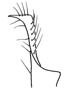 Anthidium tenuiflorae, male, S8 apex profile, VG