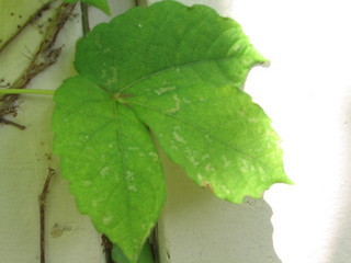 Parthenocissus tricuspidata