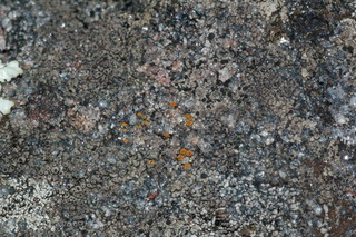 Caloplaca arenaria