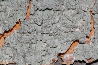 Pertusaria neoscotica