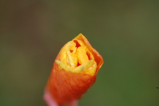 Oenothera fruticosa