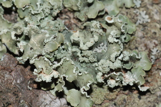 Usnocetraria oakesiana