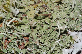Cladonia coniocraea