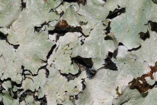 Cetrelia chicitae