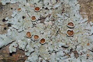 Myelochroa galbina