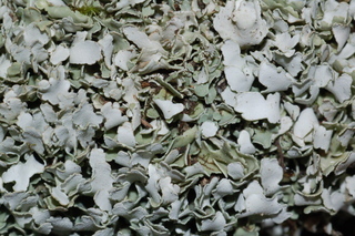 Cladonia apodocarpa
