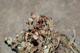 Cladonia chlorophaea group