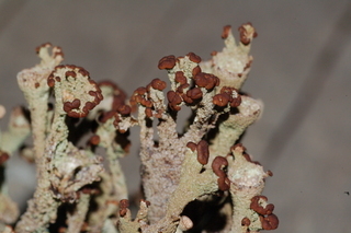 Cladonia chlorophaea group