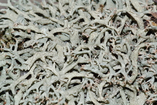 Cladonia dimorphoclada