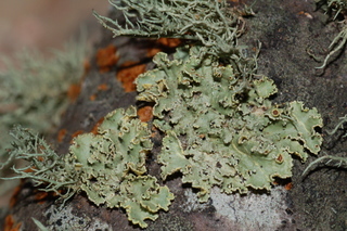 Vulpicida viridis