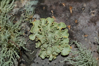 Vulpicida viridis