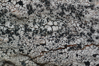 Lecanora oreinoides