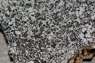 Lecanora oreinoides