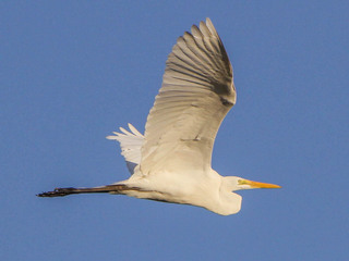 Ardea alba, Great Egret