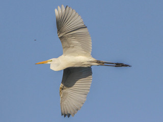 Ardea alba, Great Egret
