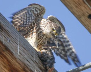 Falco columbarius, Merlin