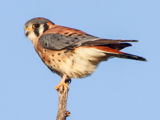 Falco sparverius, American Kestrel