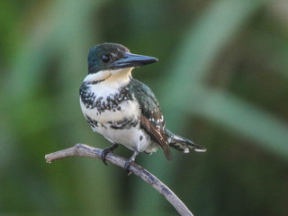 Chloroceryle americana - Green Kingfisher -- Discover Life