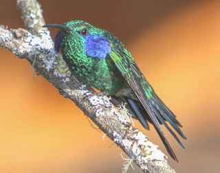 Colibri thalassinus, Green Violet-ear