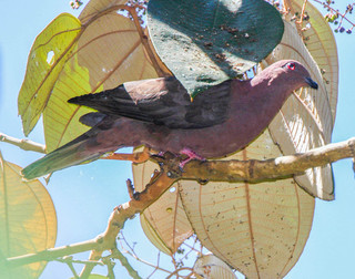 Patagioenas nigrirostris, Short-billed Pigeon
