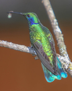 Colibri thalassinus, Green Violet-ear