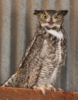Bubo virginianus, Great Horned Owl