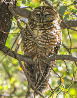 Strix occidentalis, Spotted Owl