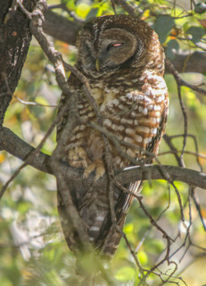 Strix occidentalis, Spotted Owl