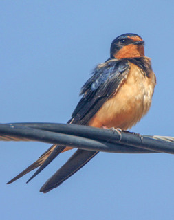 Hirundo rustica, Barn swallow
