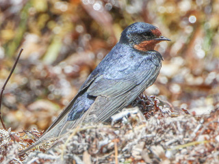 Hirundo rustica, Barn swallow