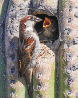 Passer domesticus, House Sparrow