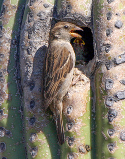 Passer domesticus, House Sparrow
