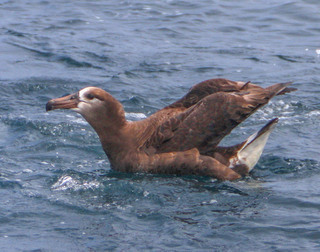 Phoebastria nigripes, Black-footed Albatross