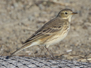 Anthus rubescens, American Pipit