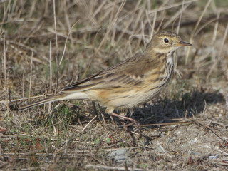 Anthus rubescens, American Pipit