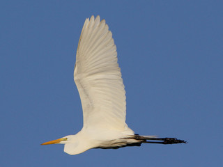 Ardea alba, Great Egreta